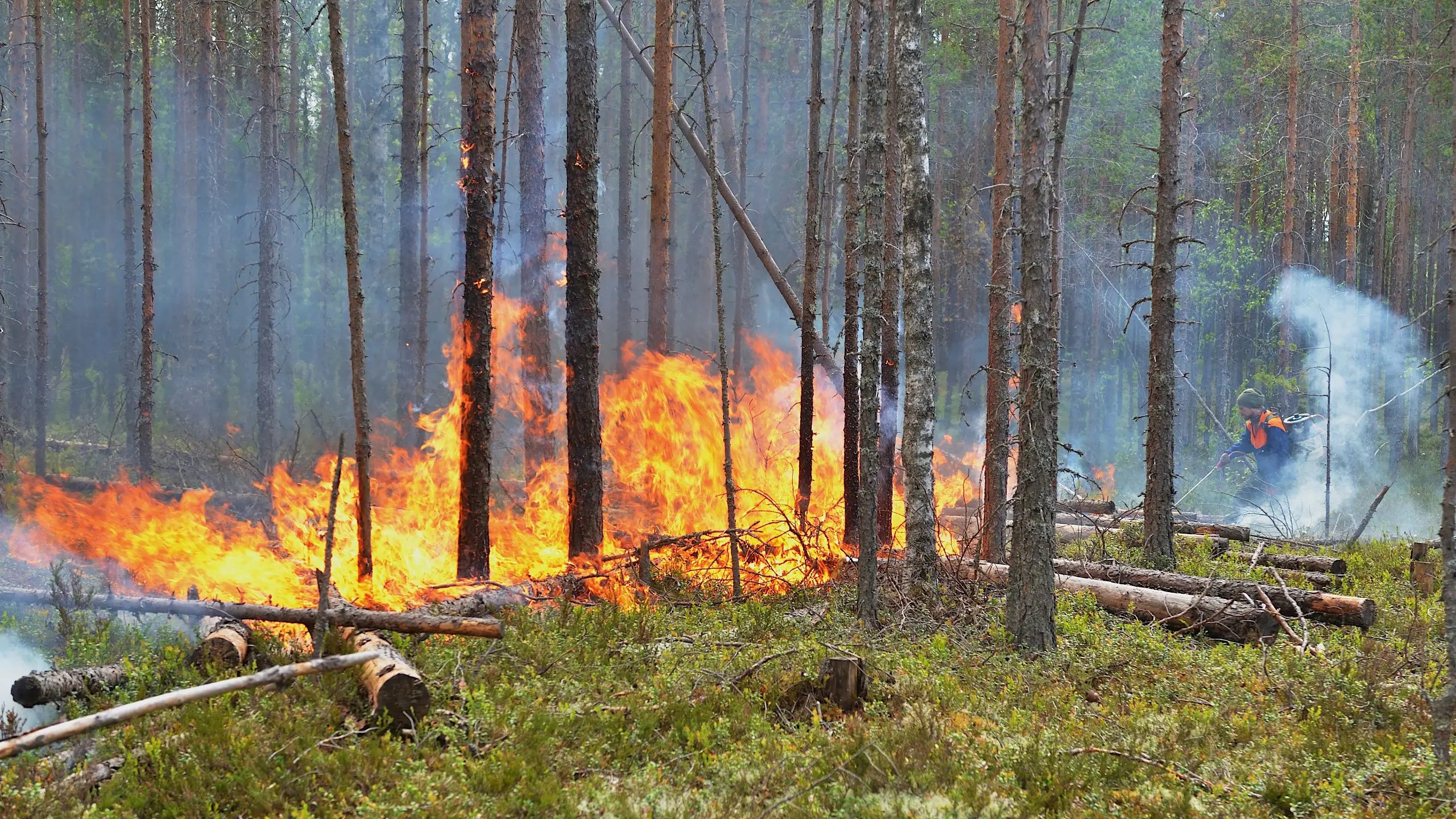 Kuva: Ilkka Immonen Harvassa metsässä poltetaan.