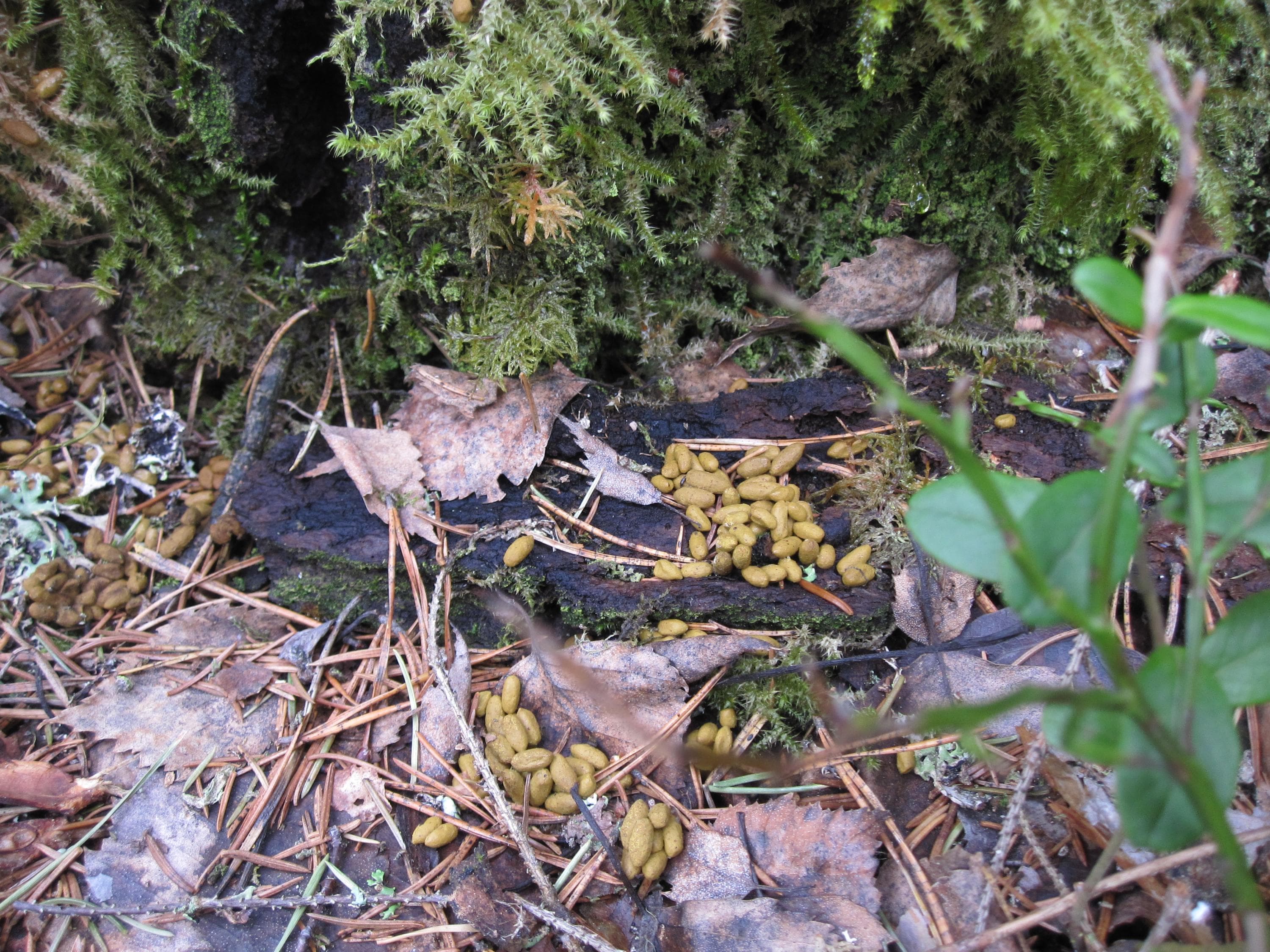 Kuva: Meri-Hilkka Mäkelä Kellertäviä riisijyvän mallisia ja -kokoisia kakkapapanoita koivun lehtien ja sammalen päällä maassa.