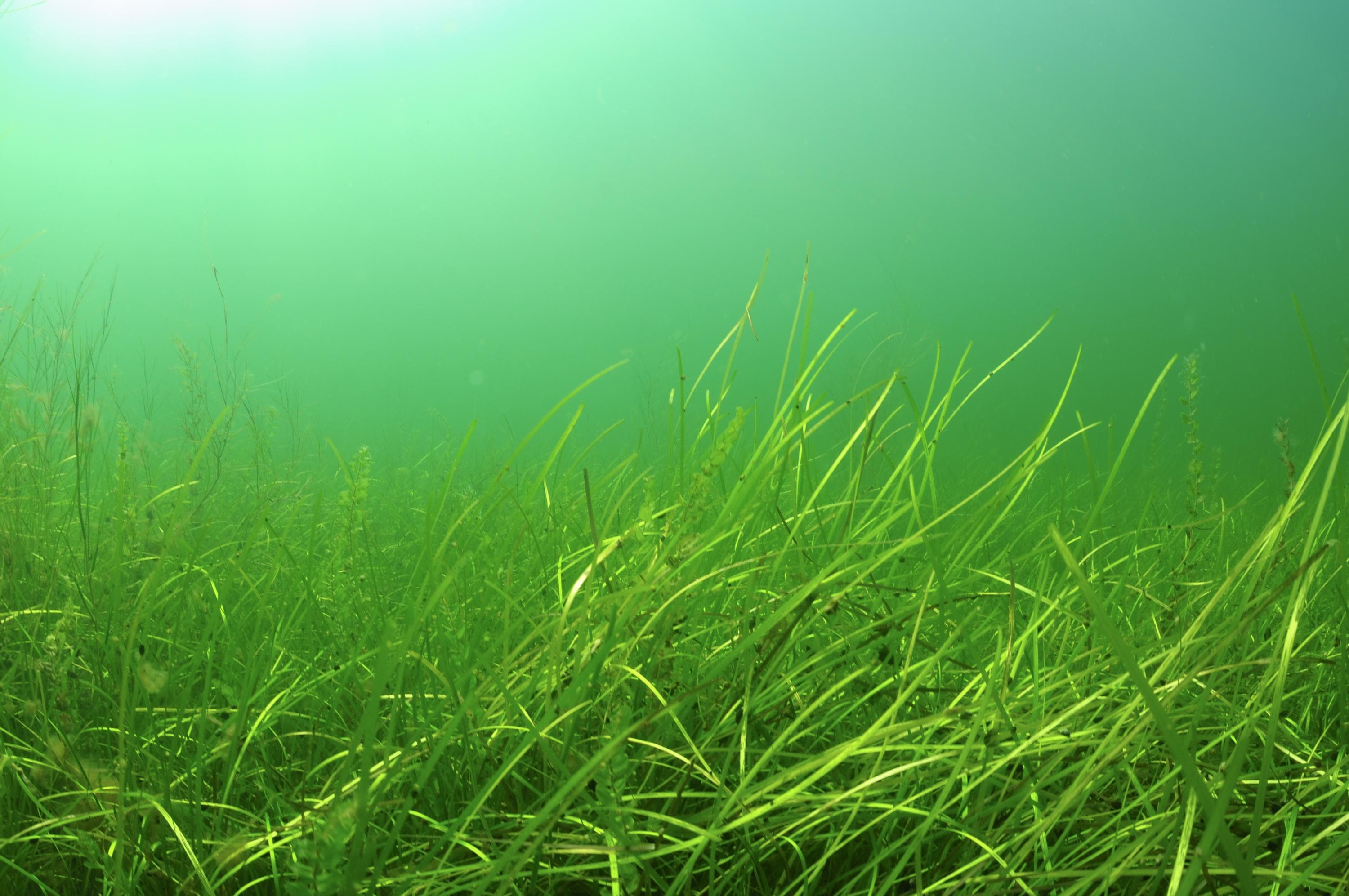 Kuva: Heidi Arponen Kasvi veden alla.