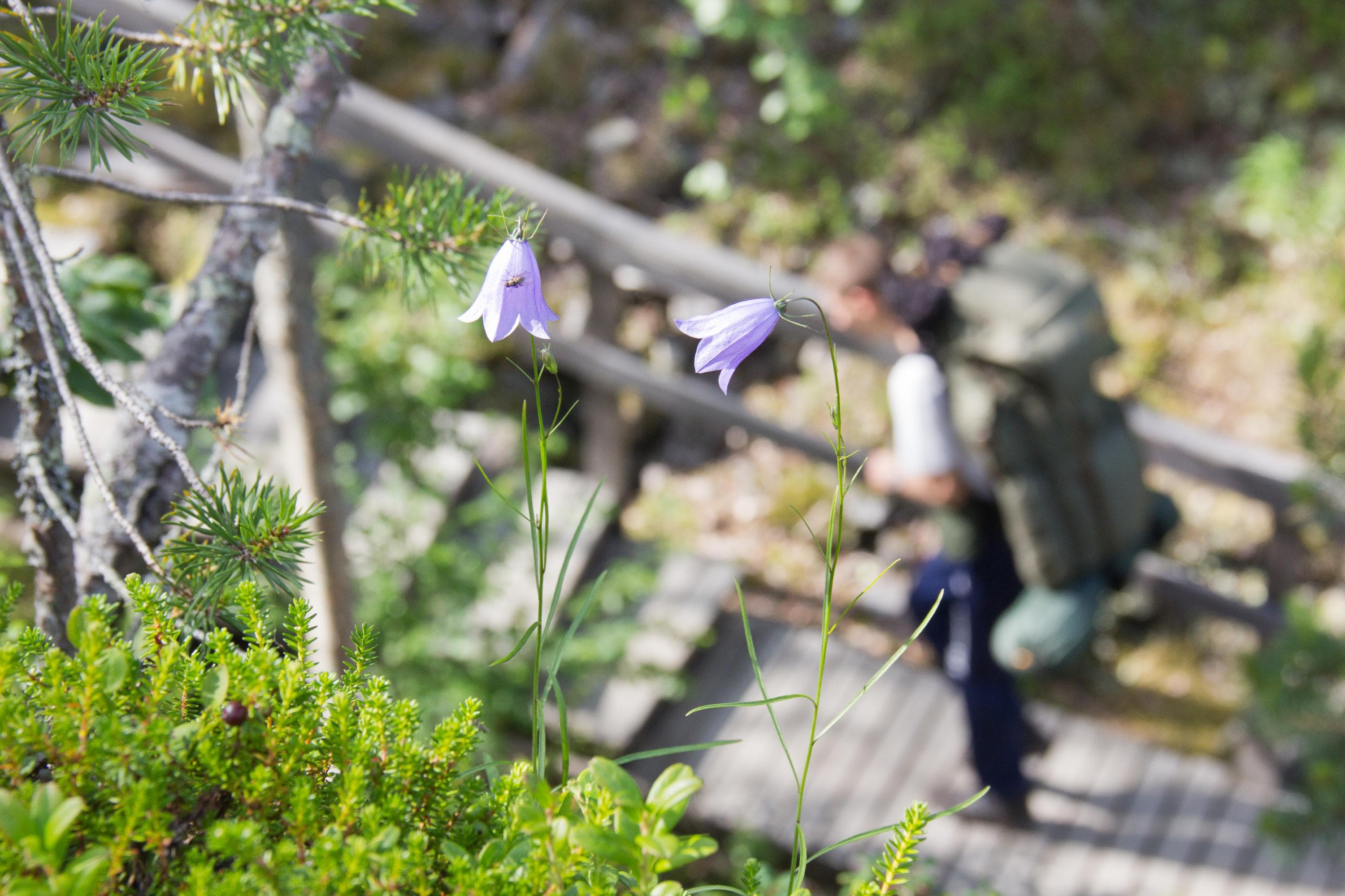 Kuva: Siru-Leena Mukkala Etualalla kissankellot ja taustalla näkyy vaeltaja rinkka selässä.