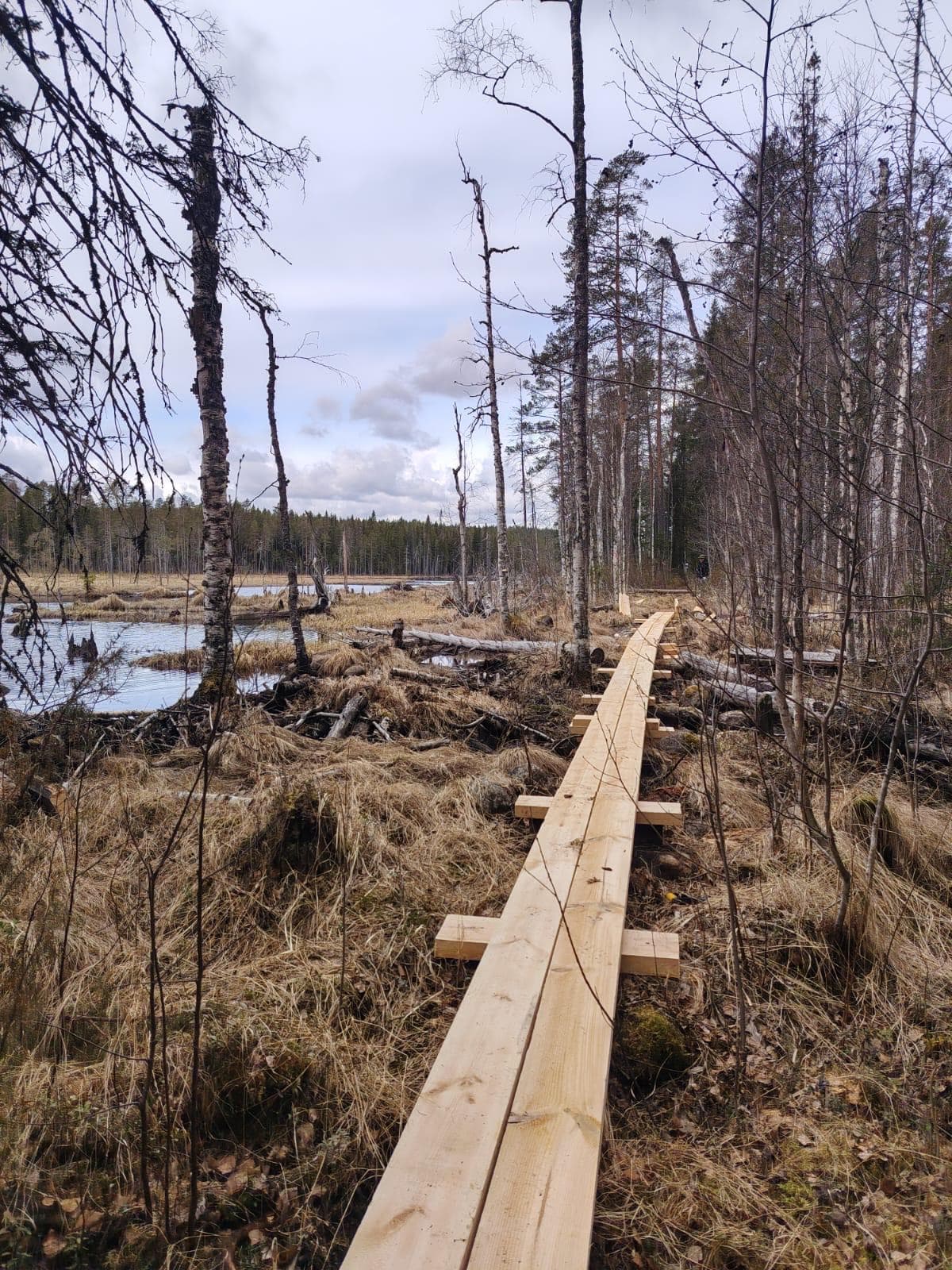 Bild: Hannu Matilainen Spång i mitten, myr på sidorna, skog i bakgrunden.
