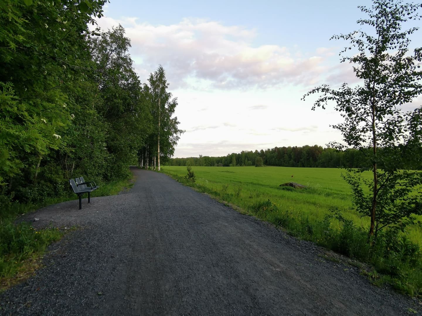 Kuva: Mira Niemelä Metsän ja pellon välissä on leveä, tasainen tie. Metsän reunassa on levähdyspenkki.