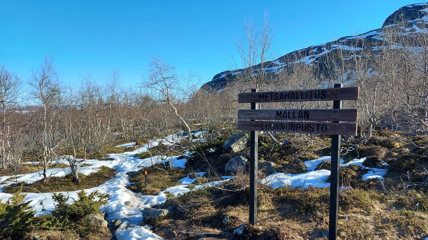 Bild: Tiia Lepistö 2021 Ett vårlandskap i fjällen av Malla naturreservat, delvis snötäckt.
