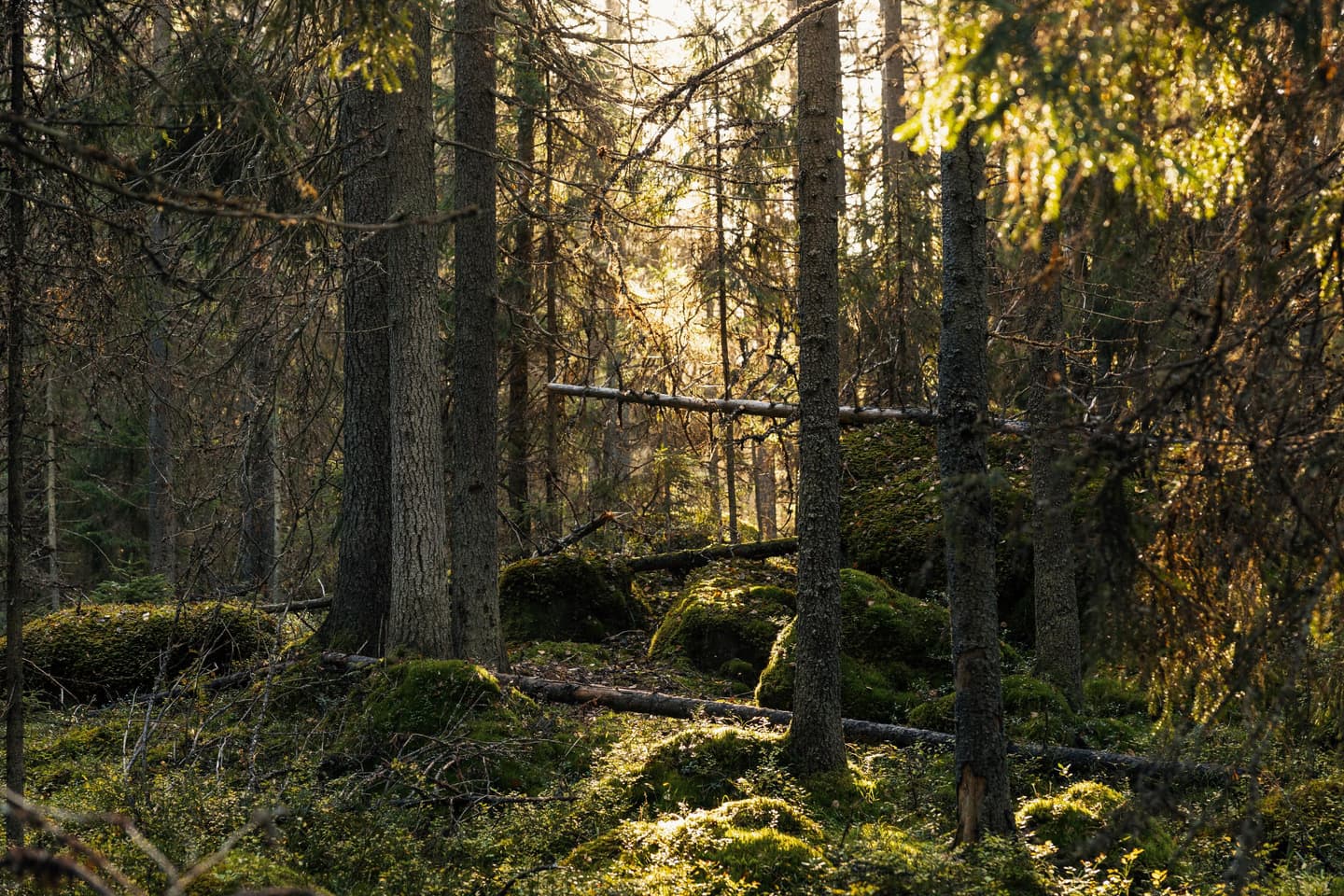 Kuva: Vaasan kaupunki / Christoffer Björklund Luonnontilaista metsää sammaleisine kivineen. Puiden lomasta siintää auringonsäteitä.