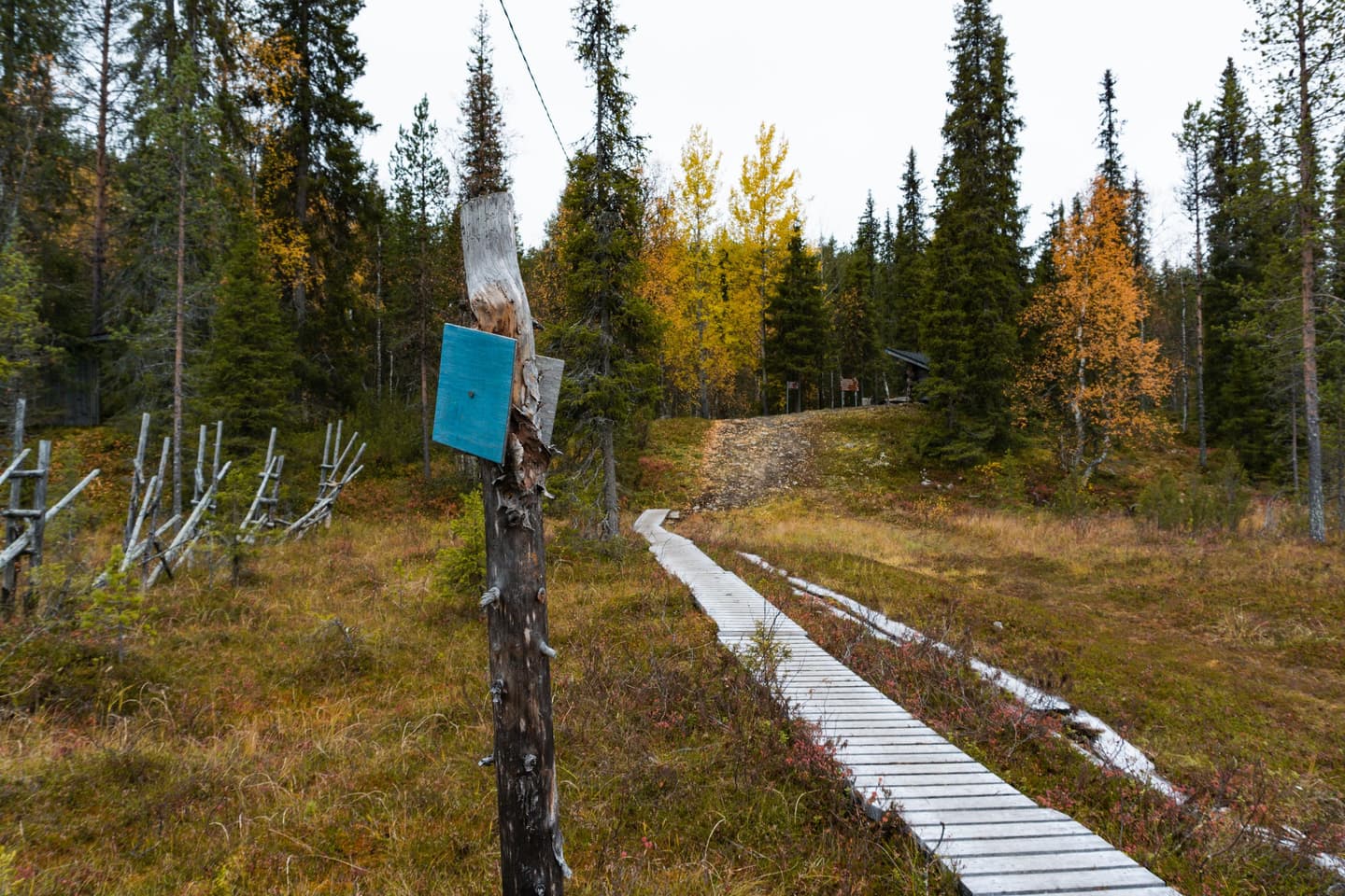 Kuva: Inga-Maaret Aikioniemi Etualalla on puunvarsi, jossa on neliönmuotoinen reittimerkki. Reittimerkin oikealla puolella kulkevat pitkospuut ja vasemmalla näkyy vanhaa poroaitaa. Kauempana kuvassa reitti nousee pois suolta, takaisin metsään.