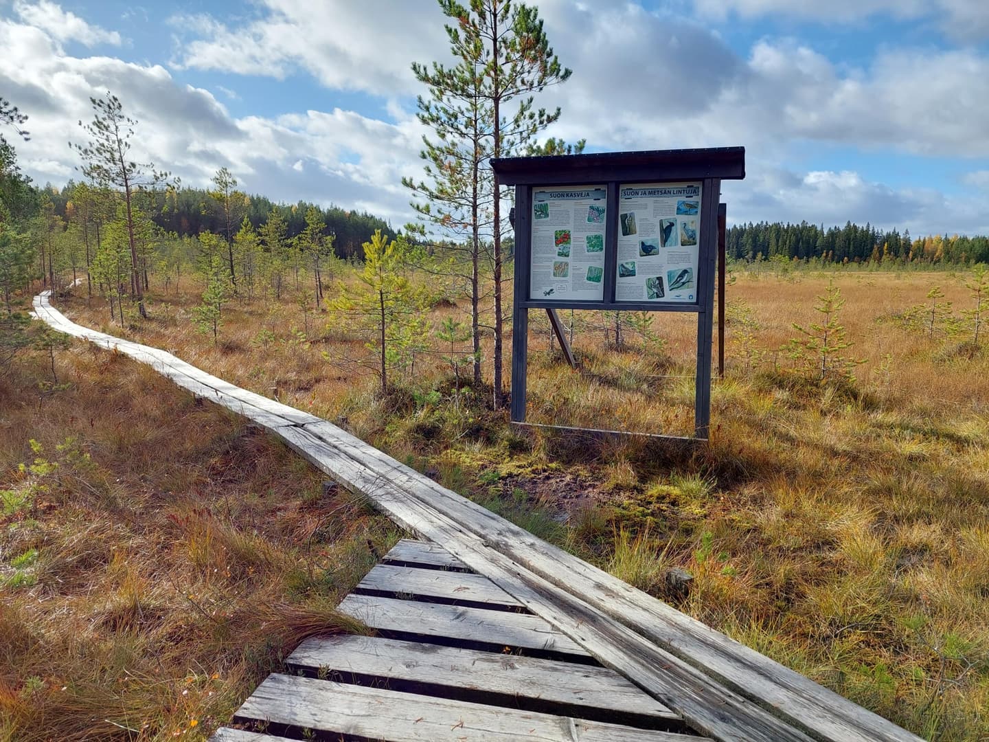 Kuva: Lappeenrannan kaupunki Suon laidalla opastustaulut ja pitkospuut aurinkoisena päivänä. Taivaalla on pilvenhattaroita.