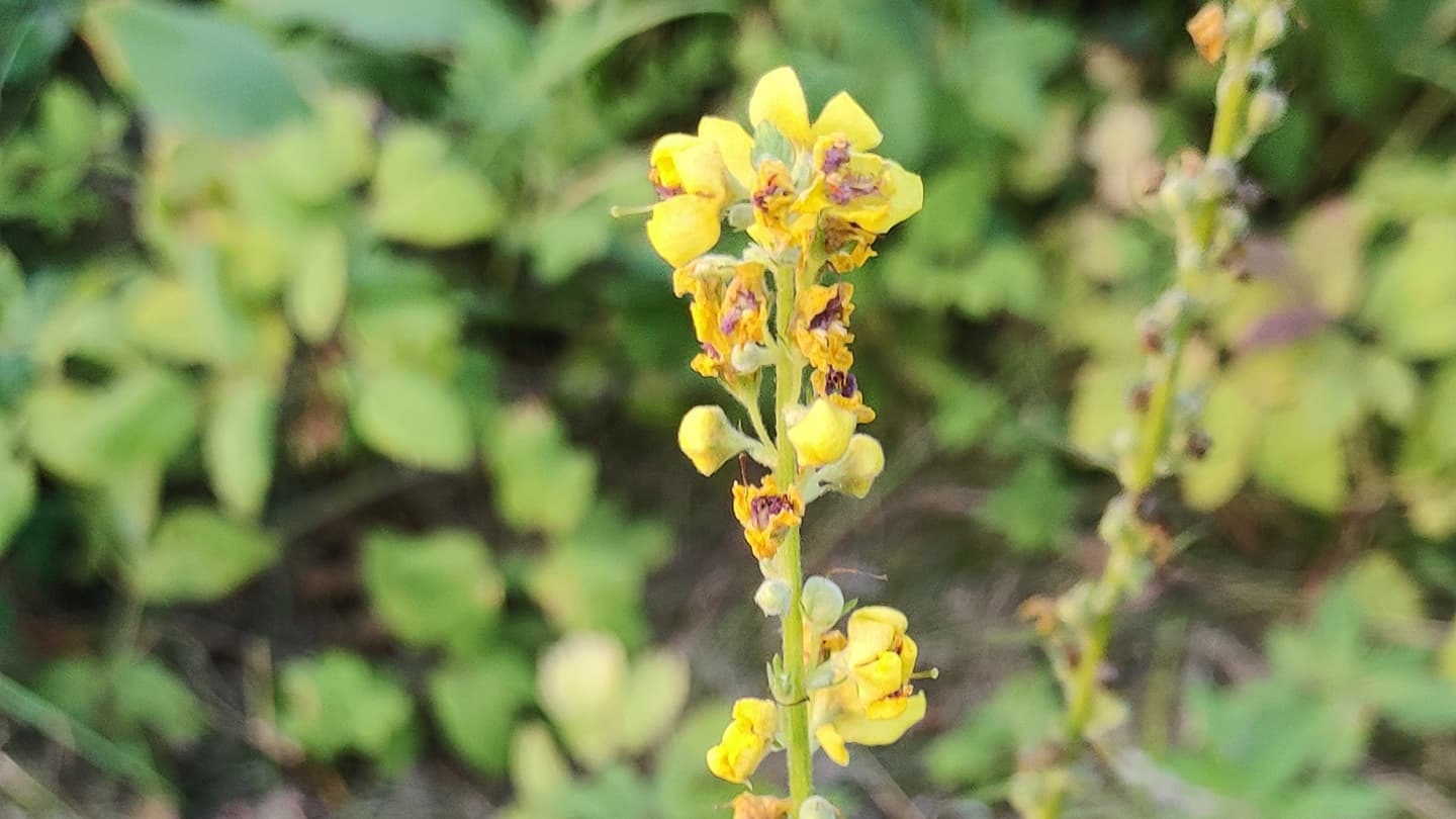 Kuva: Elina Rönkkö Tummatulikukka (Verbascum nigrum).