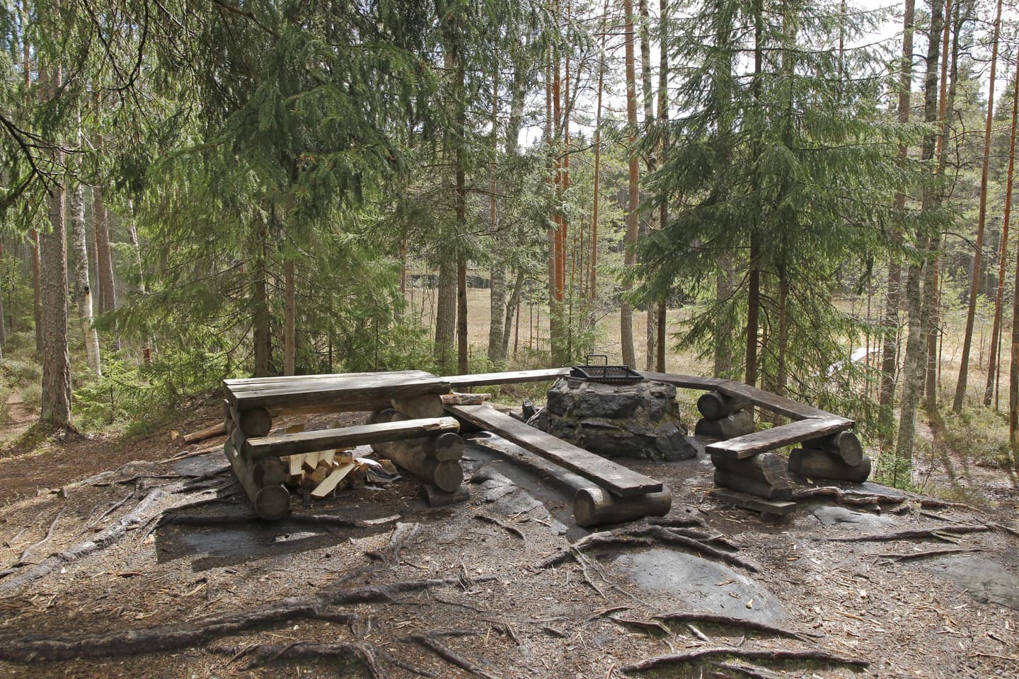 Kuva: Jussi Helimäki Tulentekopaikan takana olevan mäntypuiden välistä pilkottaa puuton alue.