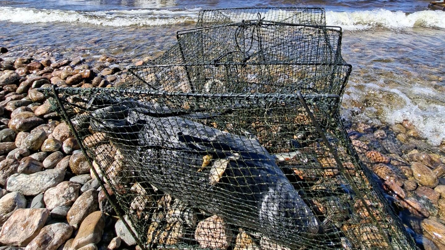 Kuva: Metsähallitus Löysänieluinen katiska, jonka sisällä siitä löytynyt kuutti.