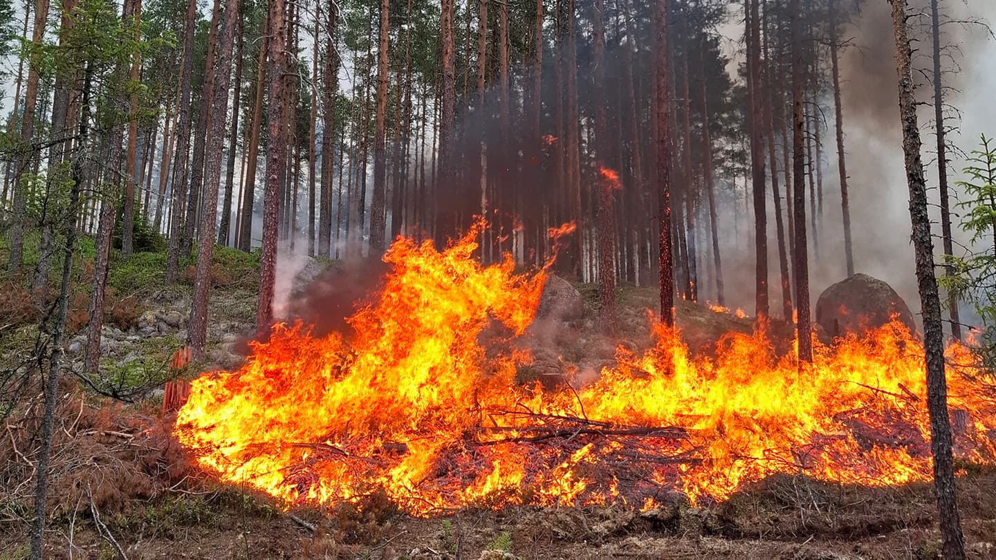 Kuva: Pekka Vesterinen / Metsähallitus Metsänpohja palaa mäntymetsässä.
