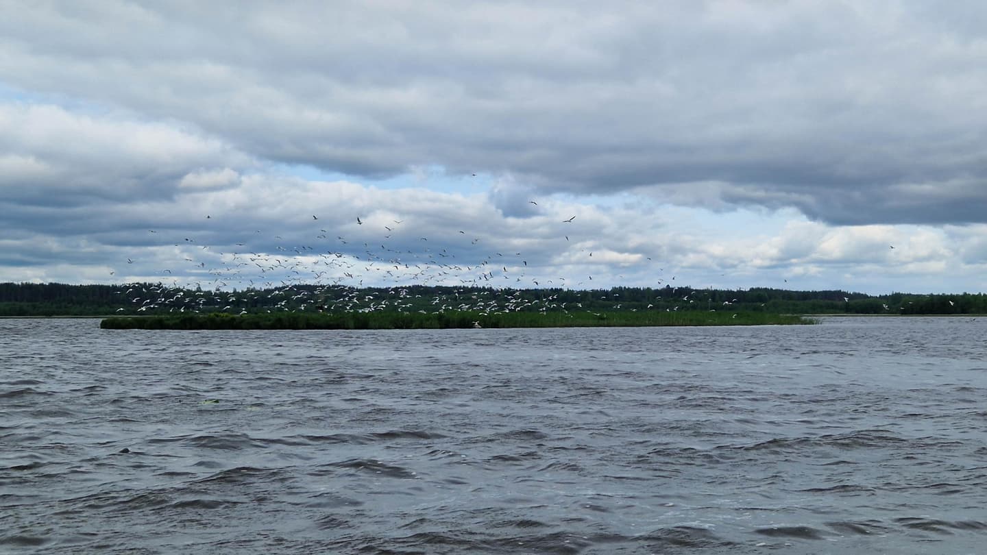 Kuva: Ismo Laakso Pieni saari, jonka yllä lentaa iso lokkiparvi.