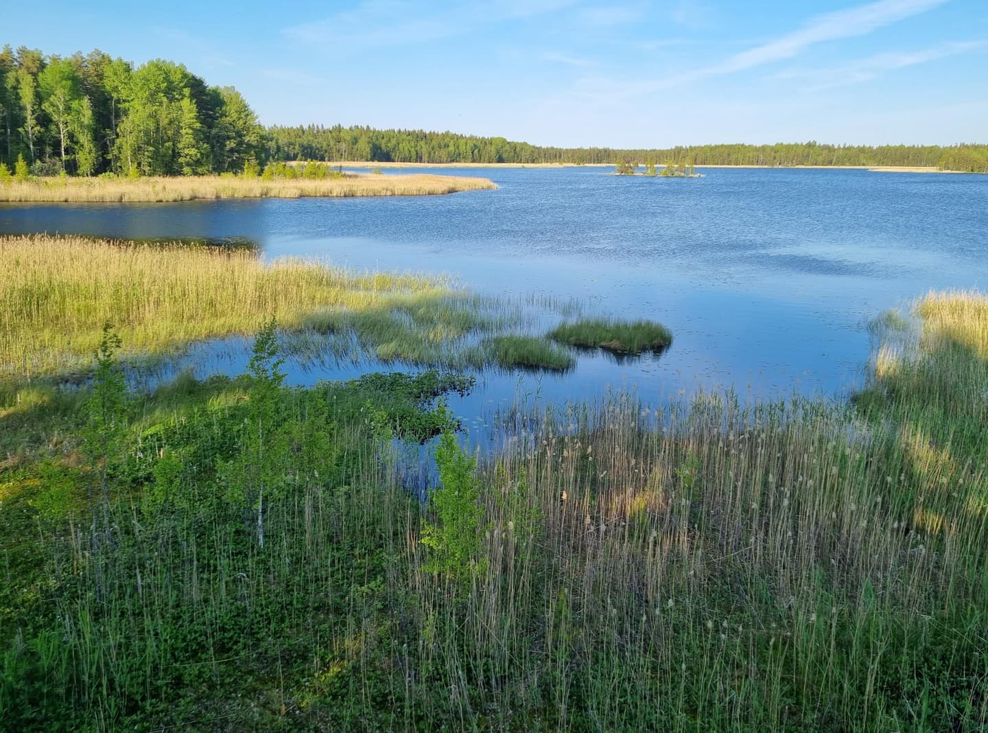 Kuva: Jussi Helimäki Kesäinen maisema, jossa näkyy järvi ja sen rannalla olevaa ruovikkoa ja metsää.