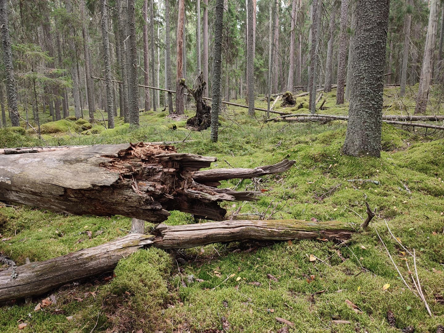 Kuva: Jussi Helimäki Metsässä on runsaasti kaatuneita ja vielä pystyssä olevia lahopuita. Metsän pohja on sammaleen peitossa.