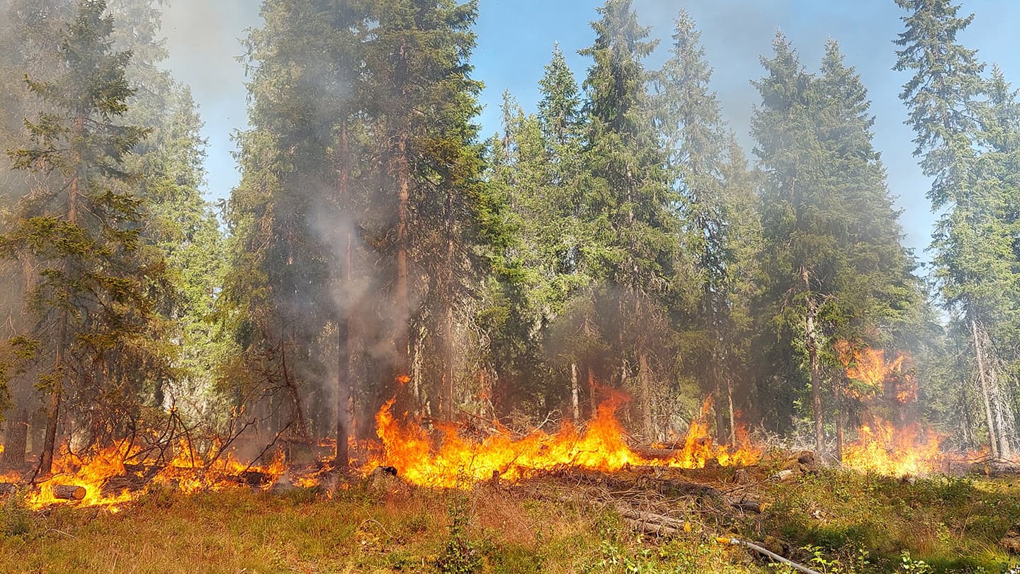 Kuva: Lotta Leinonen Metsän pohja palaa. Polttolinjan taustalla on isoja kuusia.