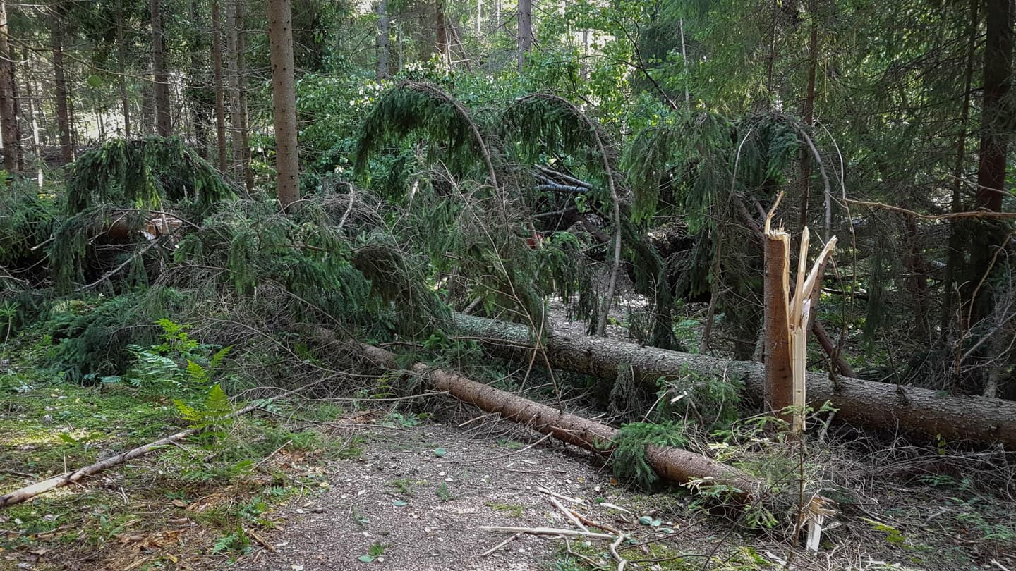Image: Tapani Mikkola Fallen trees on trail.