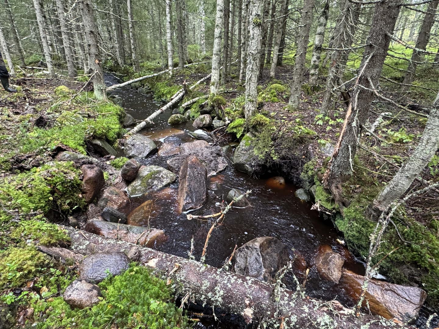 Kuva: Ilkka Numminen Suoraksi kaivetussa purossa on suuria kiviä ja puunrunkoja hidastamassa veden virtausta. Puron reunoilla kasvaa sekametsää.