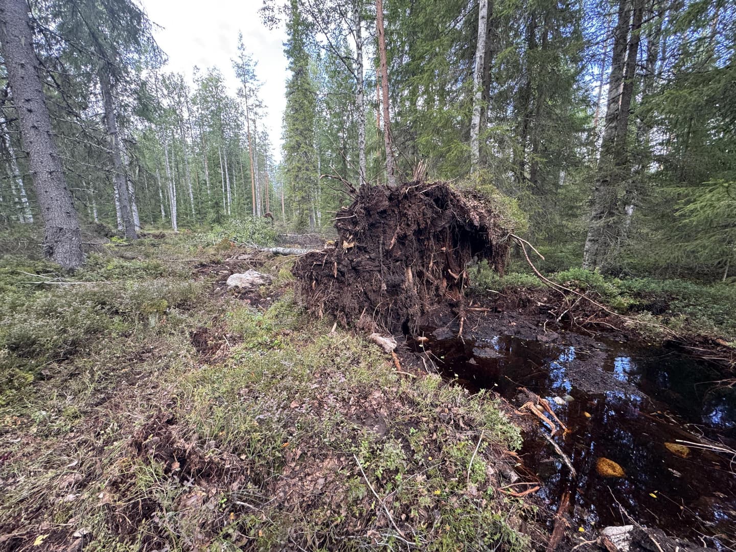 Kuva: Ilkka Numminen Suuri puu juurakkoineen on kaadettu tukkimaan suo-ojaa.