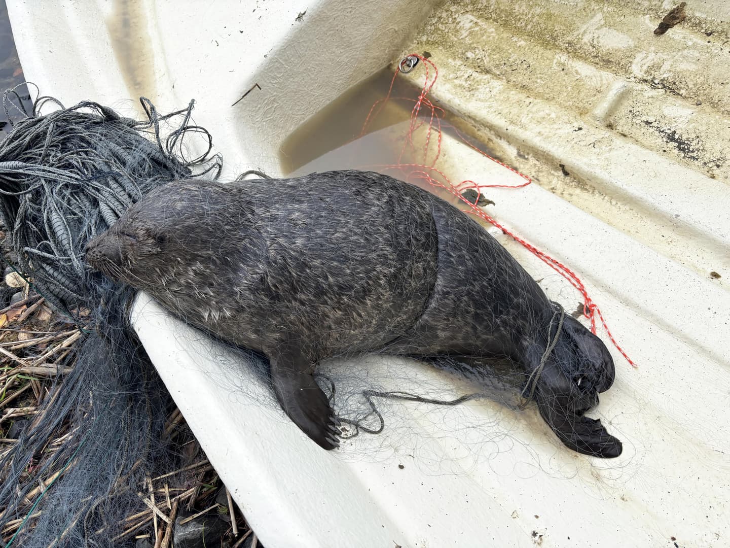 Kuva: Riikka Alakoski / Metsähallitus Verkkoon kuollut saimaannorppa veneen pohjalla.