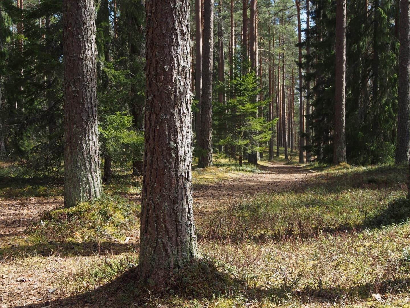 Kuva: Pasi Talvitie Polku kuivassa kangasmetsässä.