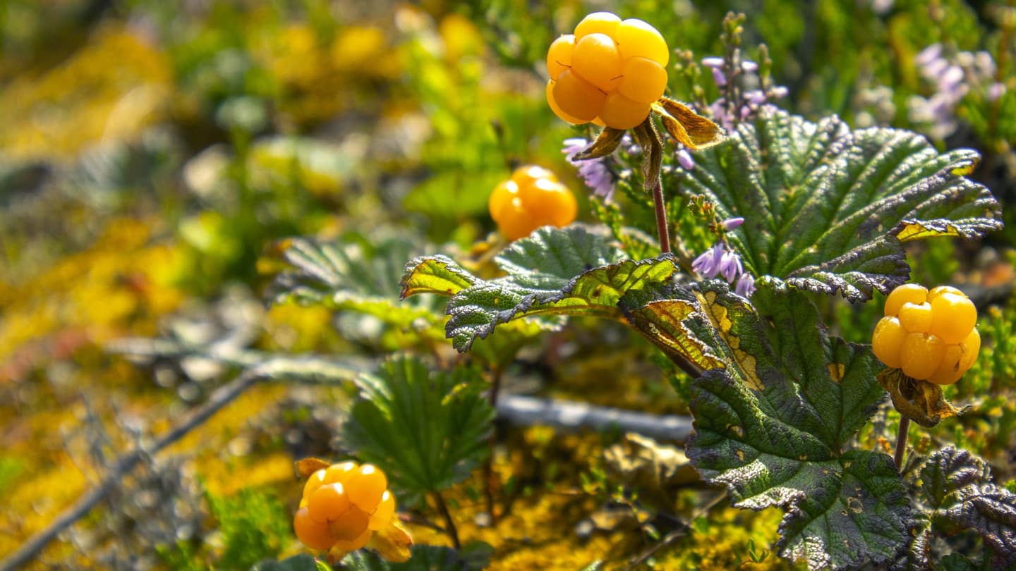 Image: Anna Pakkanen Cloudberries growing in their natural habitat.