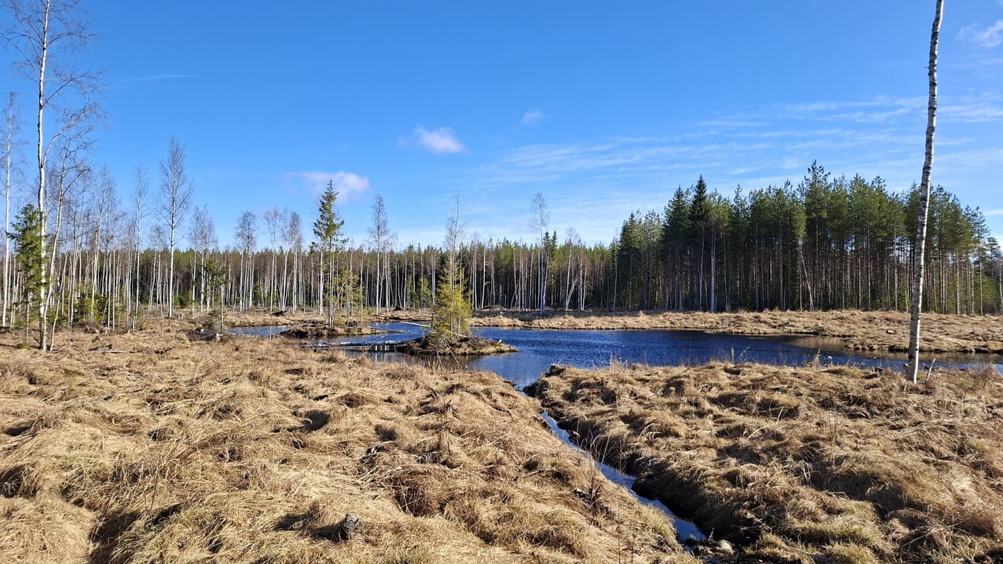 Image: Joni Partanen A wetland area on a sunny spring day. New vegetation has not yet emerged.