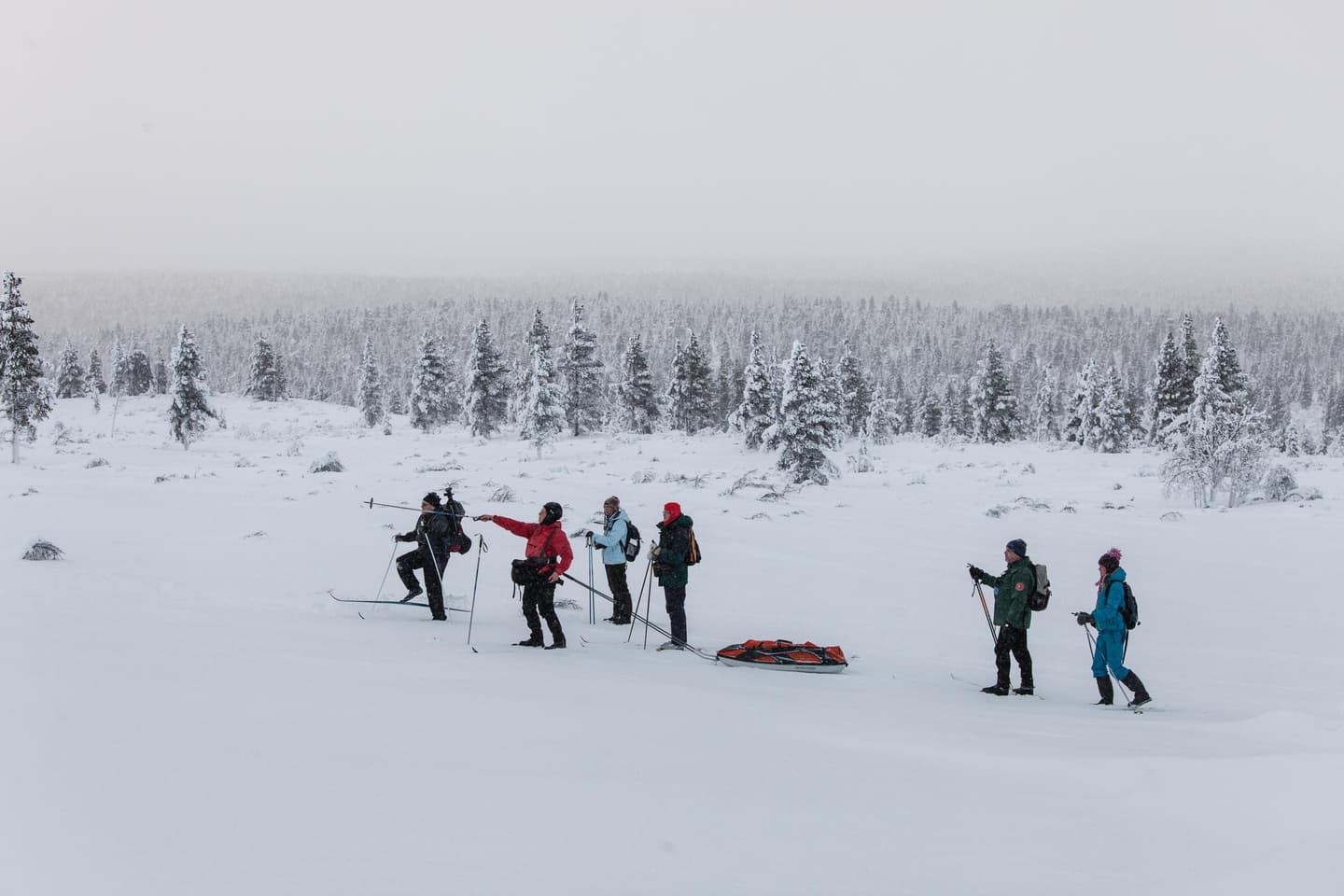Image: Pertti Turunen A group of skiers is travelling through a winter forest. One of the skiers is pulling a pulk.