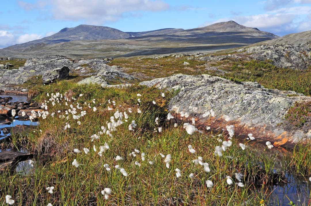 Lapin erämaa-alueet - Luontoon