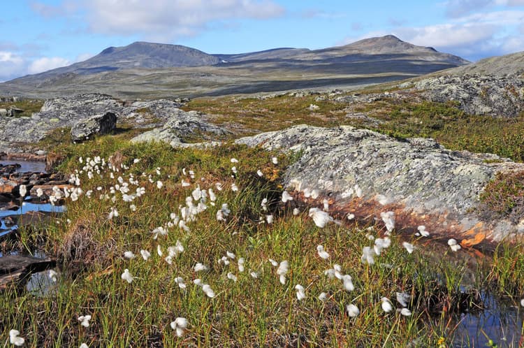 Lapin erämaa-alueet - Luontoon