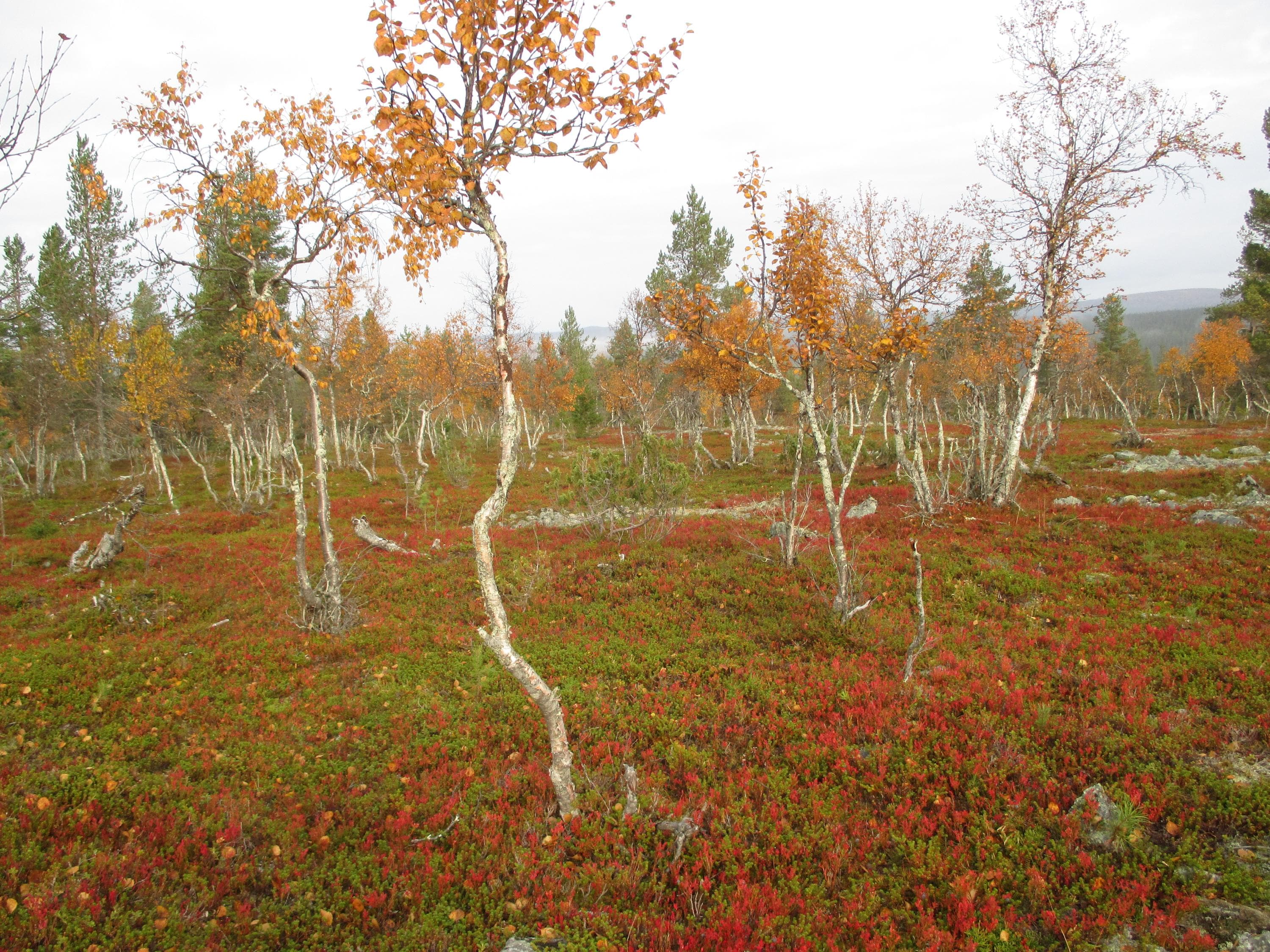 Activity description - Sompio Strict Nature Reserve - Luontoon