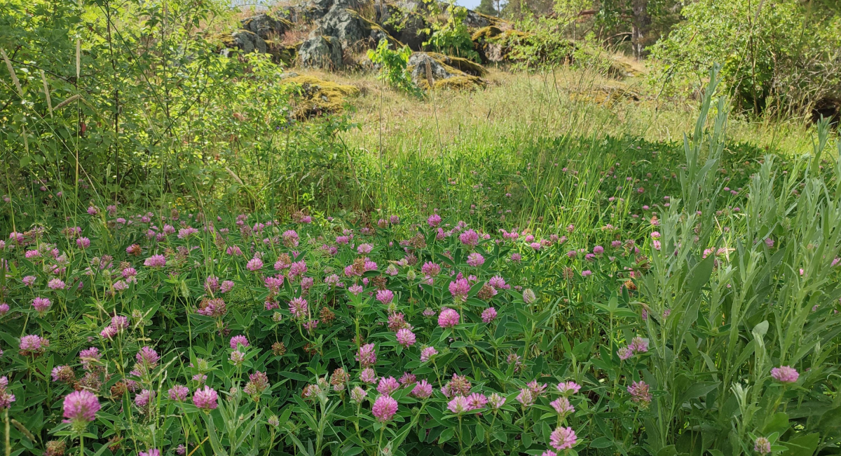 Uncan Raseborg Natur - Raseborgs slottsruin - Luontoon