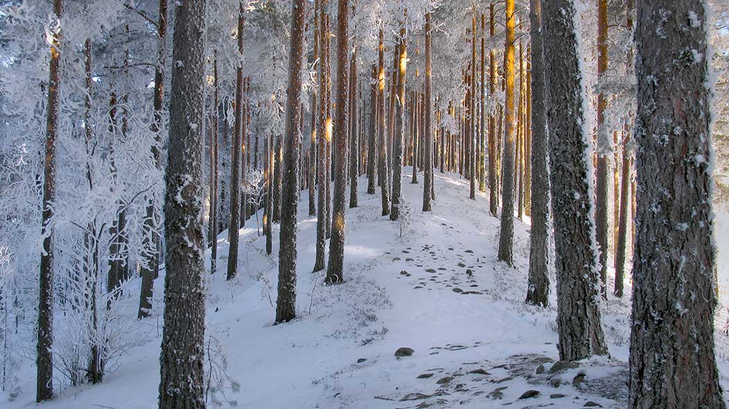 Polku lumisessa metsässä, harjun laella.