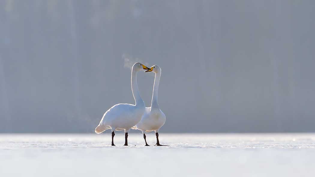 Kaksi laulujoutsenta seisoo viereikkäin järven jäällä. Niiden nokat ovat vastakkain.