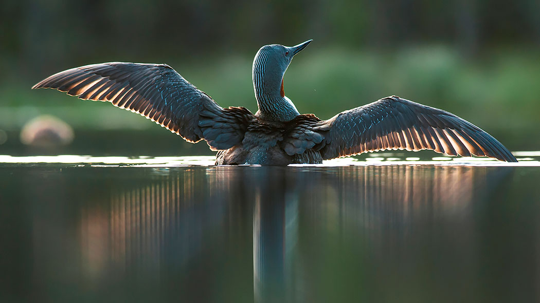 Smålomen breder ut sina vingar i vattnet.