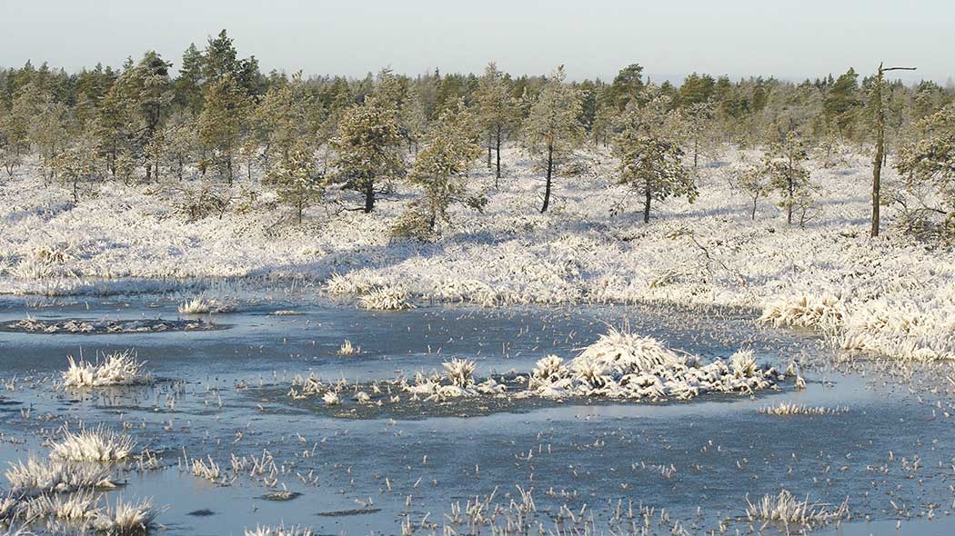 Talvinen maisemakuva avaralta suolta, jossa etualalla jäätynyt allikko ja taustalla valkoisen lumen kevyesti peittämiä suokasveja ja pieniä mäntypuita.