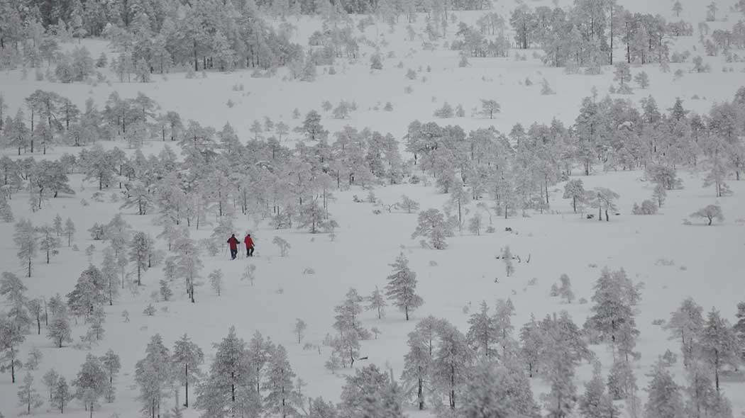 Kaksi retkeilijää Torronsuon avarassa ja lumipeitteisessä maastossa. Kuva otettu näkötornin huipulta.