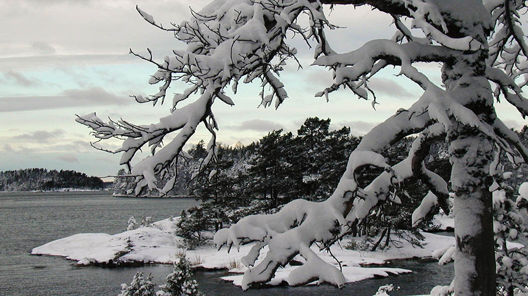 Talvimaisema. Etualalla lumisia puita ja taustalla avomeri.