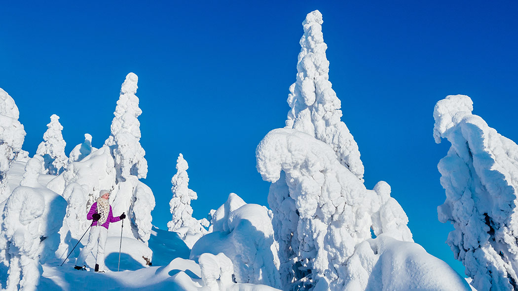En kvinna snöskor bland granar täckta av snö och beundrar landskapet. I bakgrunden är en klarblå himmel.
