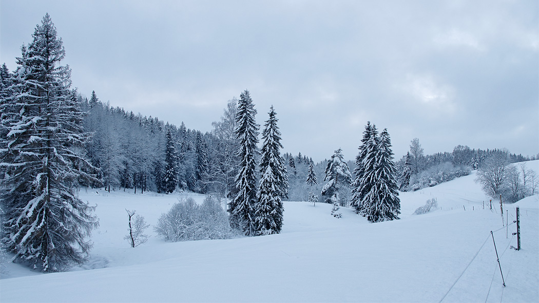 En snöig dal med en bäck. I mitten stora granar, i bakgrunden skog och i förgrunden ett elstängsel.