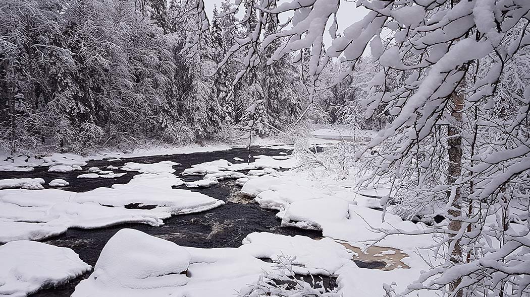 Talvinen jokimaisema. Joki on osittain sula ja lumisen metsän ympäröimä.