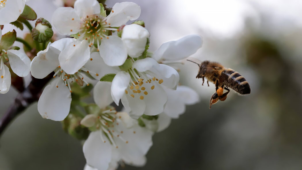Mehiläinen lentää omenapuun kukkien joukossa.