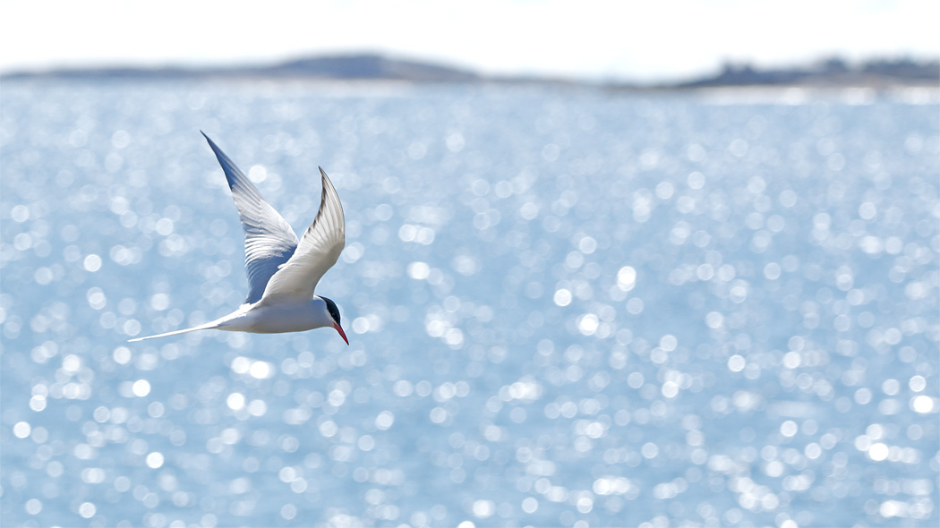 Silvertäna flyger över det glittrande öppna havet. Bild: Jussi Helimäki.