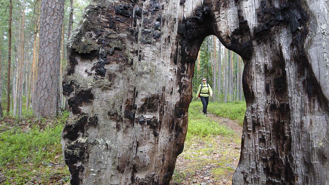 En vandrare går längs leden. En vandrare inramad av en öppning i en trädstam som har brunnit.