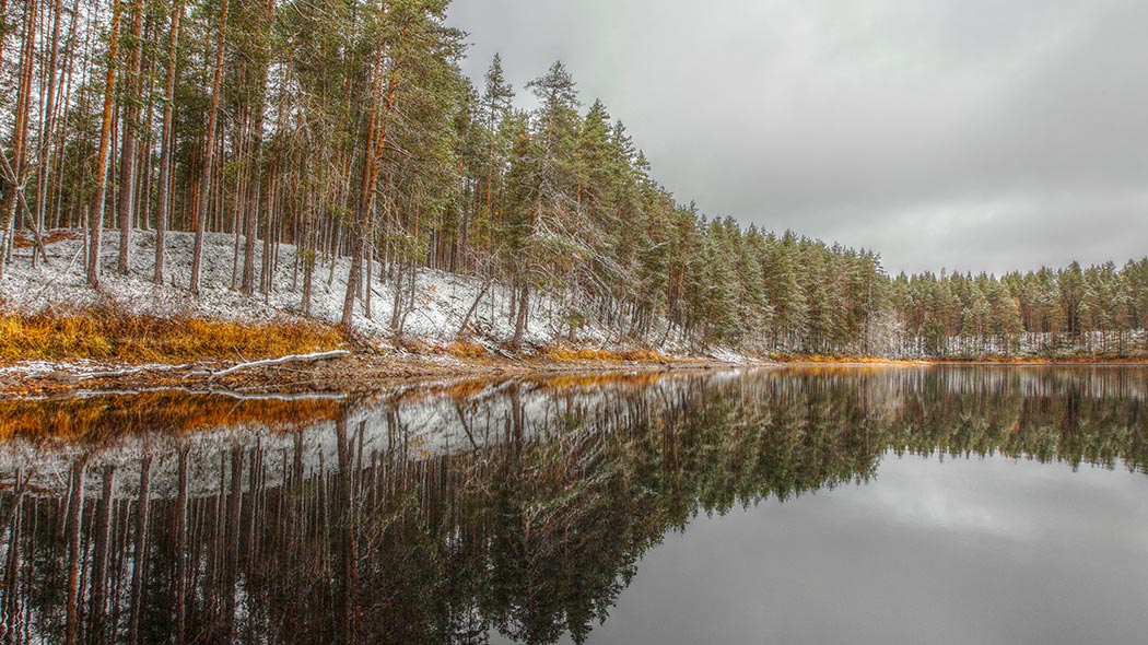Från sjöns strand reser sig skogen. Skogen är täckt av ett tunt lager snö. Skogens träd avspeglas i sjöns blanka yta.