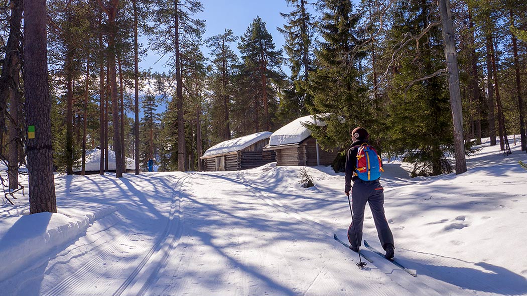 En solig skog med snö på marken. I förgrunden finns ett skidspår där en person med ryggsäck åker skidor.