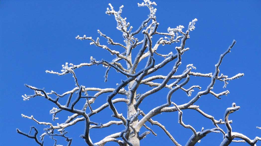 En snöig topp av ett keloträd mot himlen.