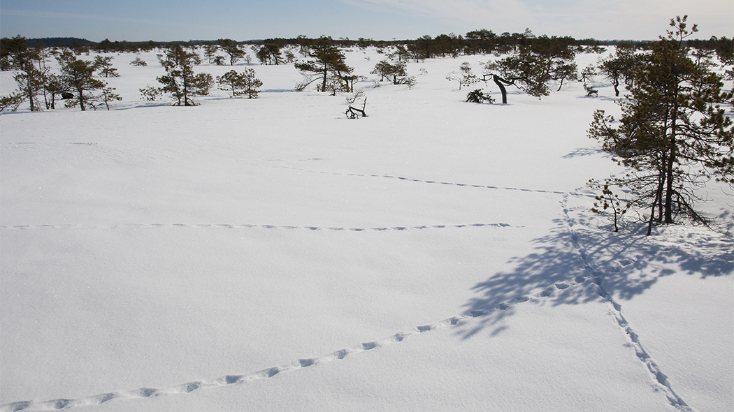 På ett öpper snöfälte finns djurspår. Det öppna området omges av martallar.