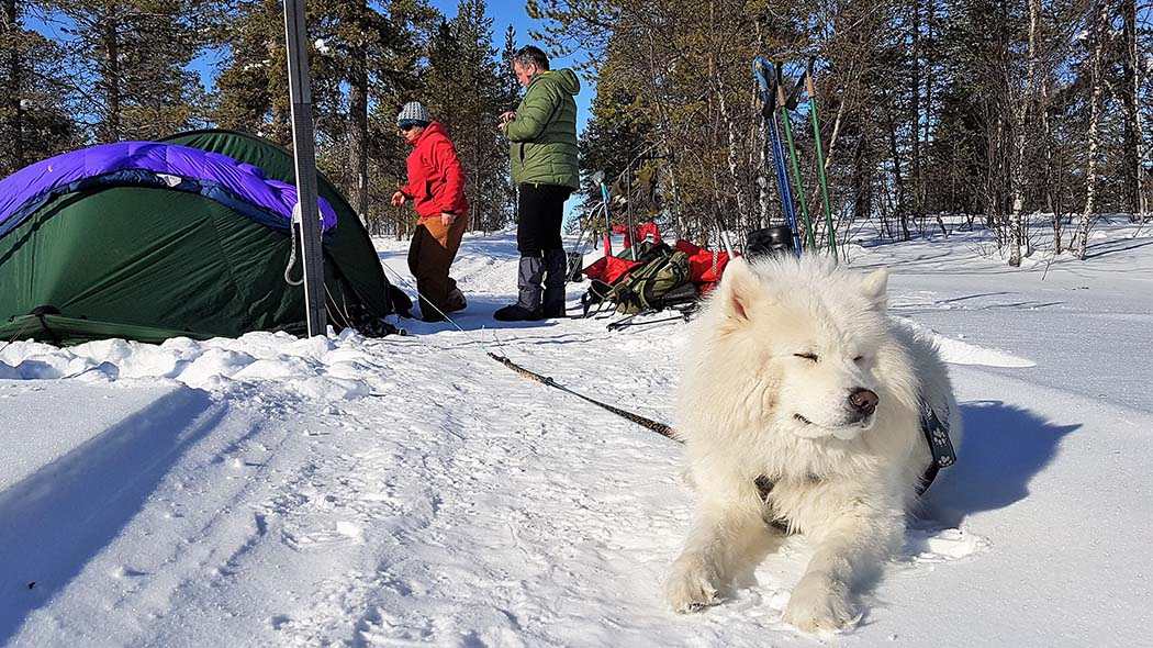En hund med sele ligger på ett skoterspår som leder ut ur den snöiga skogen. I bakgrunden står skidor och stavar i snön och framför ett tält finns en kvinna och en man.