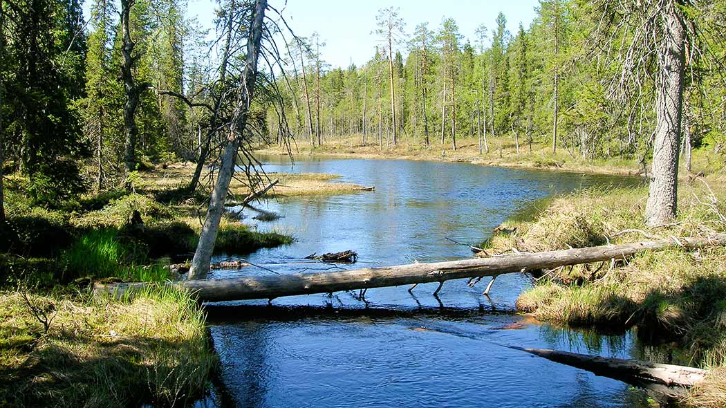 Metsän keskellä virtaa joki ja kelopuu kaatunut joen yli. Toinen kelopuu on kallellaan jokeen päin ja vedestä pilkistää komas kelopuu.