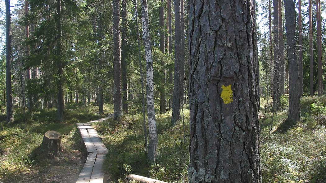 Pitkospuita metsässä. Etualalla mänty, jossa on keltainen reittimerkintä. Ruostejärvi - Saari.
