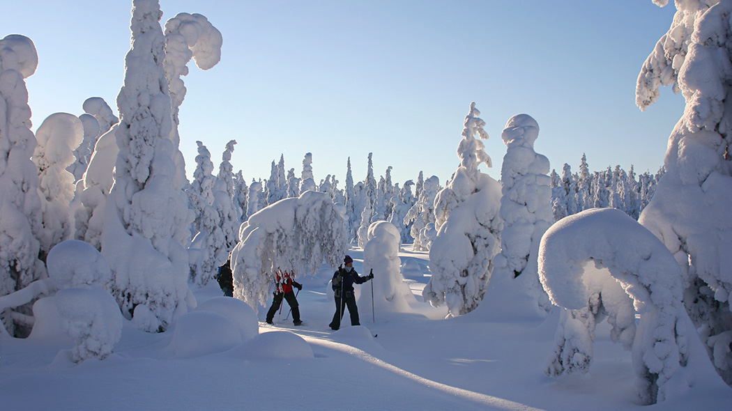 Två personer som snöskor genom en solig vinterskog, träden har tung snö.